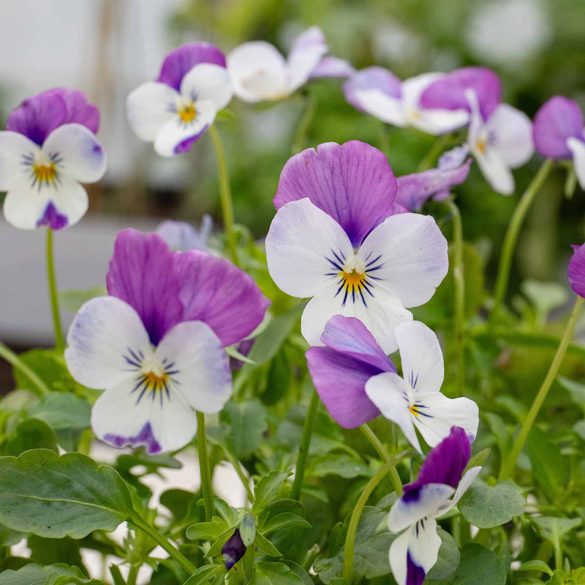 Marshalls Garden Viola 'sorbet Pink Wings' - Garden Ready Plugs