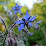 Borage Plant - 9cm Annual Herb, Pollinator-friendly