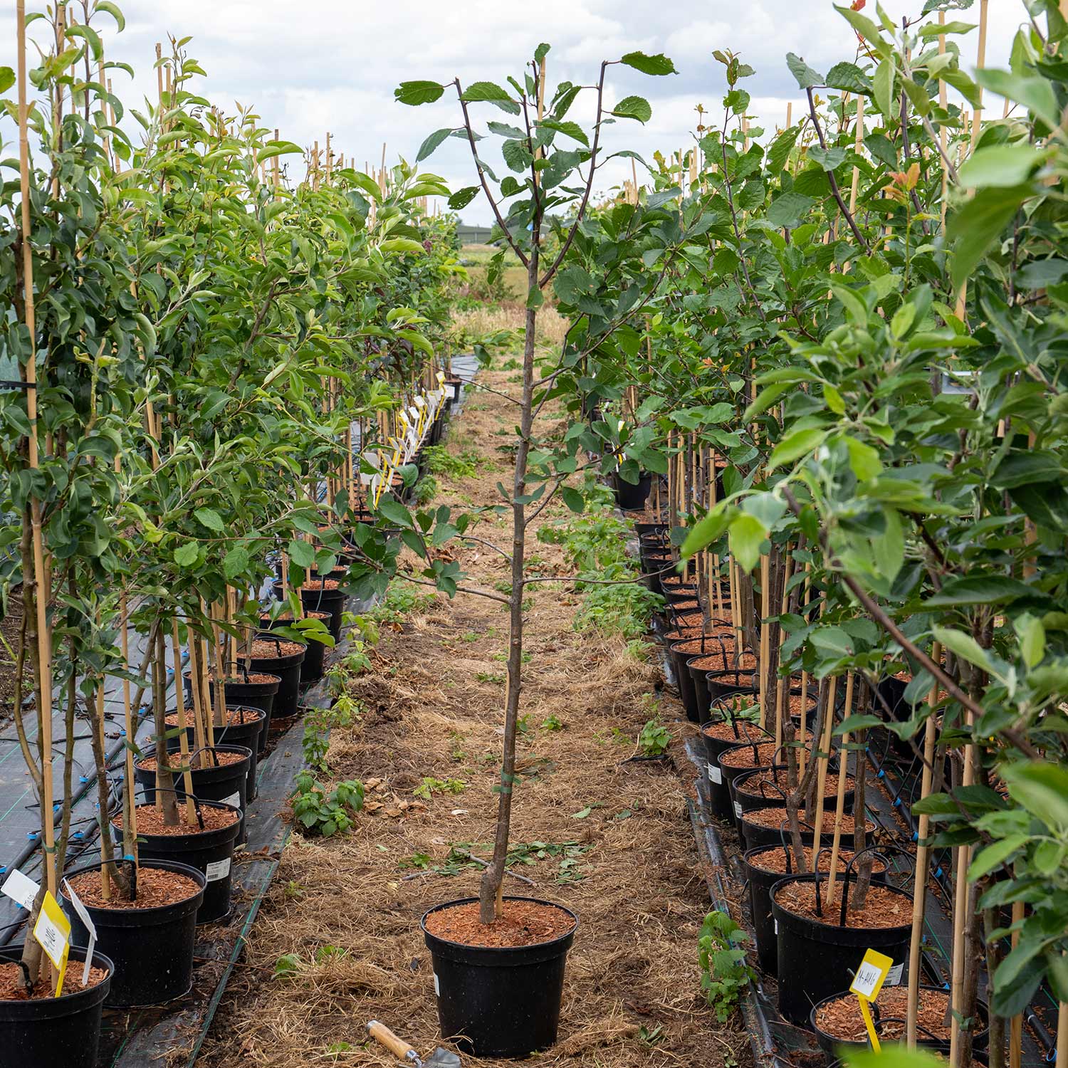 Plum 'victoria' 3m - Self-fertile, St Julien A Rootstock | 1 x 5L Espalier | Purple