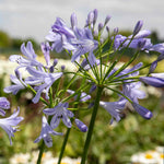 Agapanthus 'blue Storm' Compact Violet-blue Perennial | Set of 1