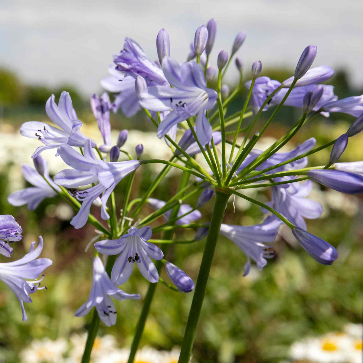 Agapanthus 'blue Storm' Compact Violet-blue Perennial | Set of 1