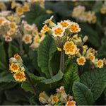 Primula Veris Lime Orange Set Of 3 Cowslips In 9 Cm Pots