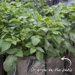 Wilja Seed Potato (first-early To Maincrop) | Set of 1 | Yellow