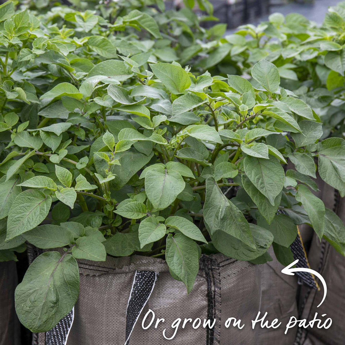Wilja Seed Potato (first-early To Maincrop) | Set of 1 | Yellow