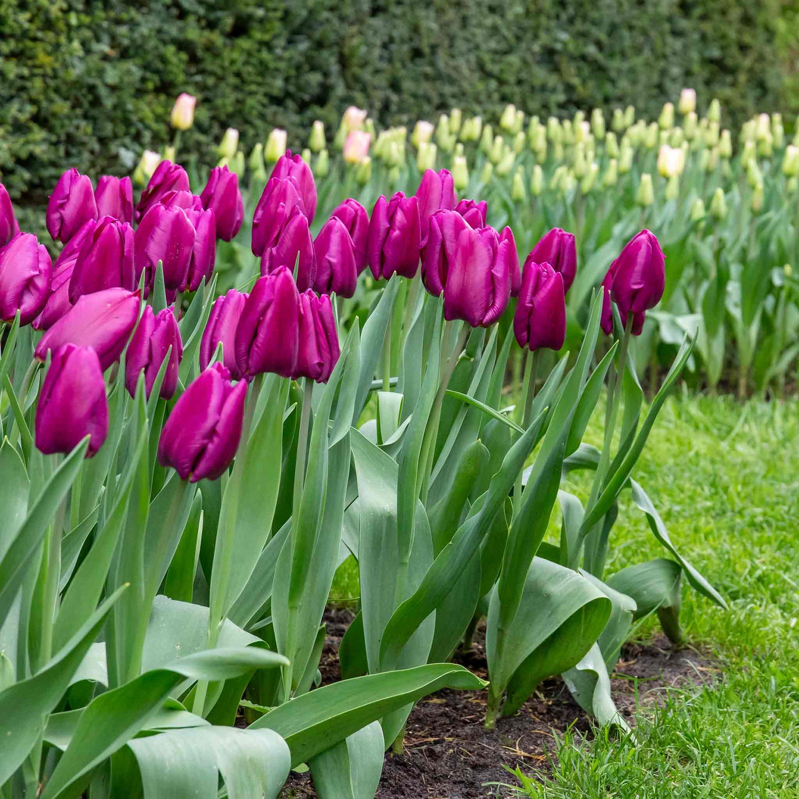 Tulip Purple Prince | 10 x Bulbs | Purple