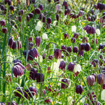 Snake's Head Fritillary - Fritillaria 'Meleagris' - Flower Bulbs | Set of 30 | Multi Colour