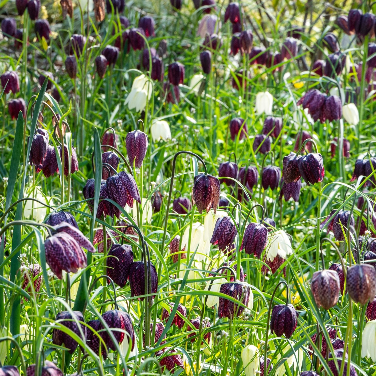 Snake's Head Fritillary - Fritillaria 'Meleagris' - Flower Bulbs | Set of 60 | Multi Colour