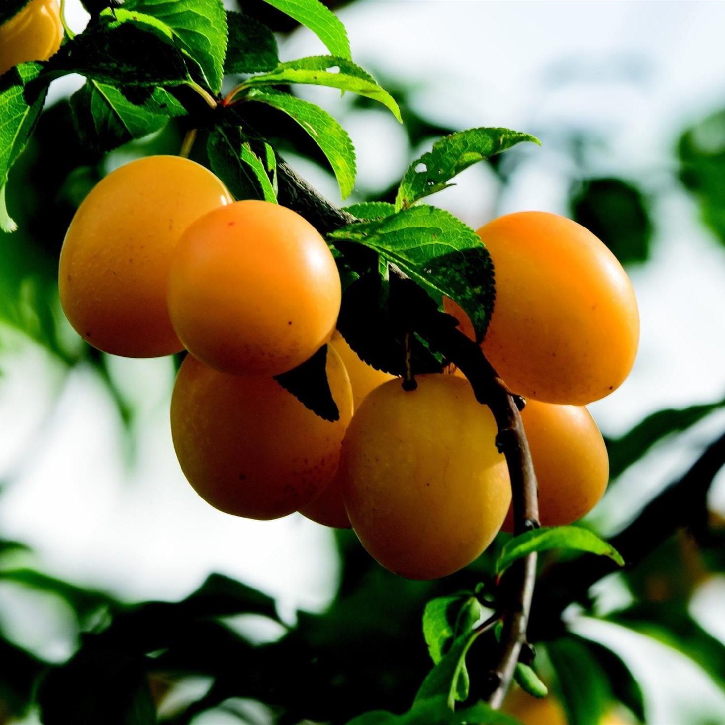 Prunus Mirabelle De Nancy Plum Fruit Tree 5-6ft Supplied In A 7.5 Litre Pot