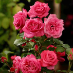 Palace Rose - Height 80-100cm - ⌀19cm | Set of 2 | Pink