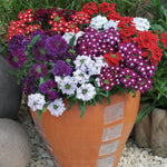 Summer Container Collection 24 Plugs