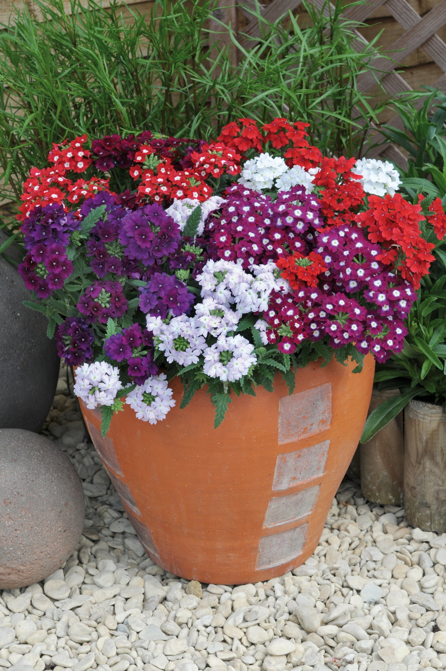 Summer Container Collection 24 Plugs