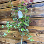 Japanese Acer Palmatum Bloodgood Plant Tree Extra Large 100-120cm In A 7.5 Litre Pot