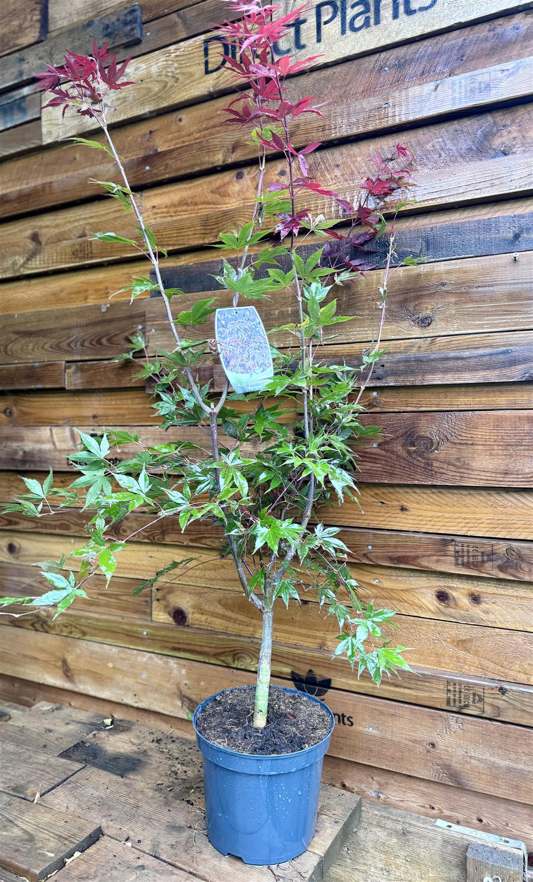 Japanese Acer Palmatum Bloodgood Plant Tree Extra Large 100-120cm In A 7.5 Litre Pot