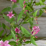 Direct Plants Jasminum Beesianum Red Jasmine Climbing Plant