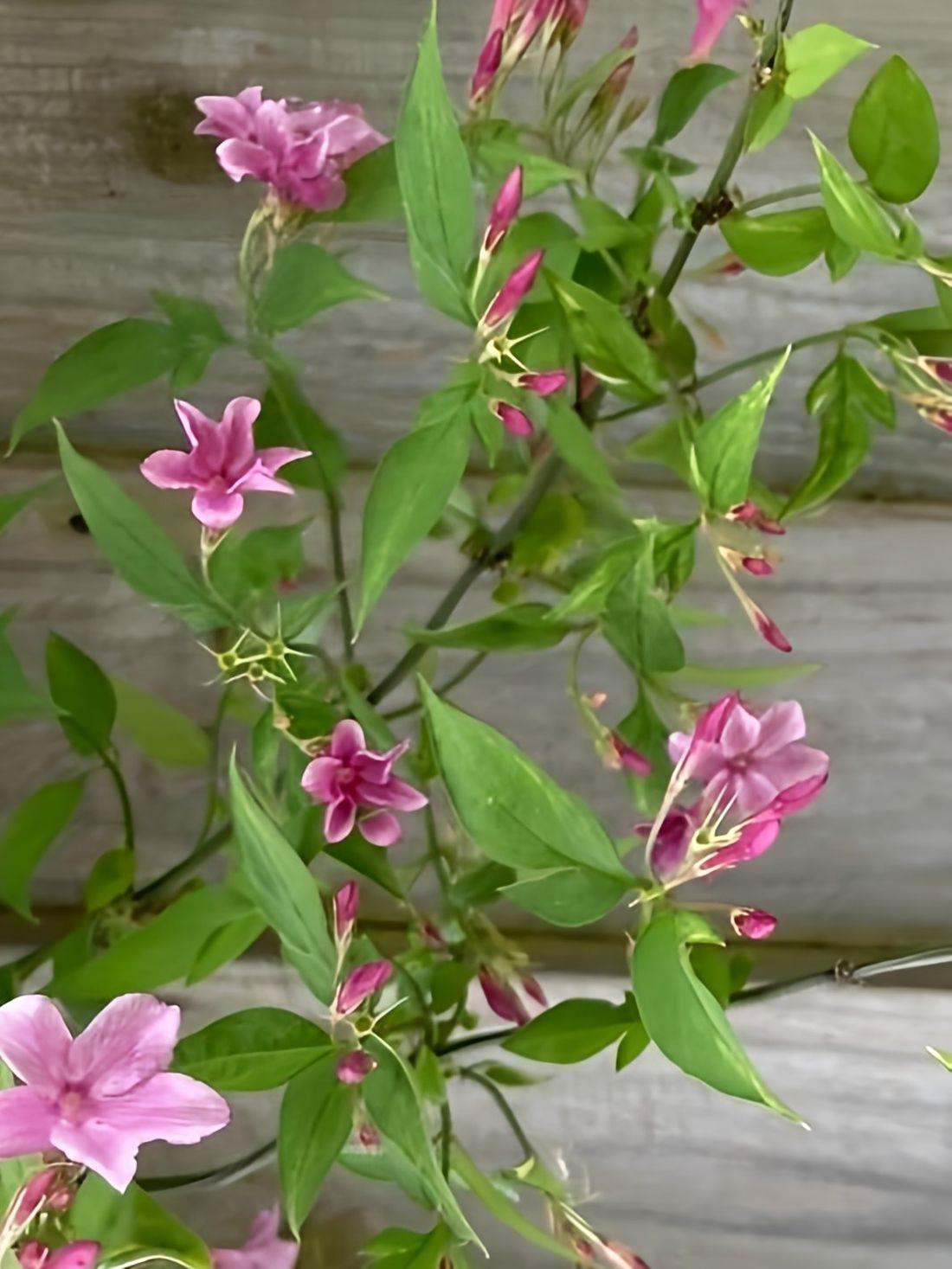 Jasminum Beesianum Red Jasmine Climbing Plant