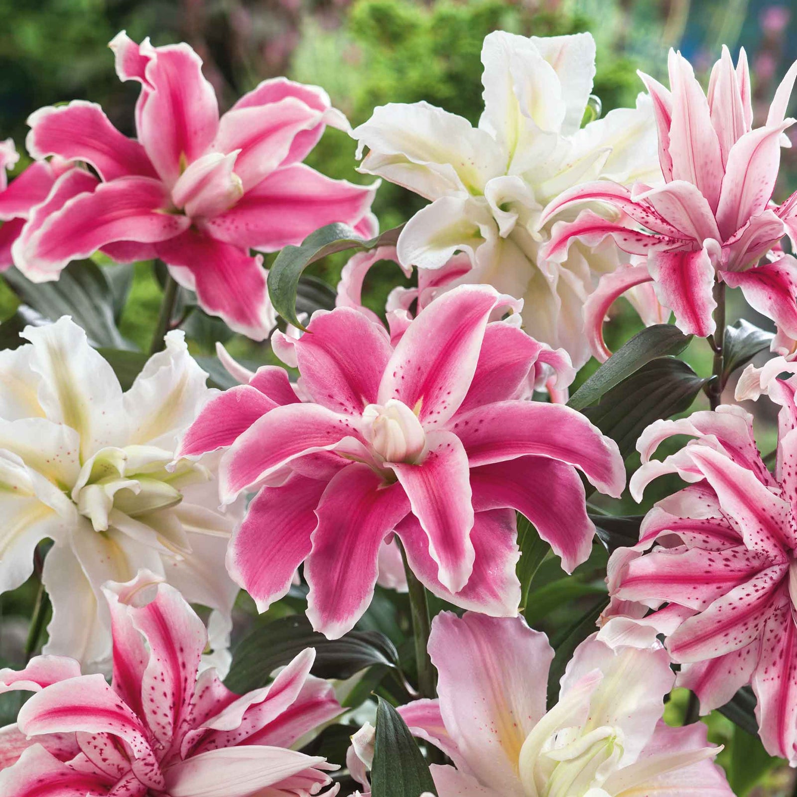 Oriental Double Lily Bulbs - 3 Bulb Pack | 3 x Bulbs | Multi