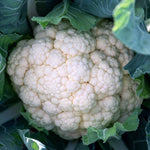 Cauliflower White Excel F1 Hybrid - | 12 x Garden Ready Plugs | Green