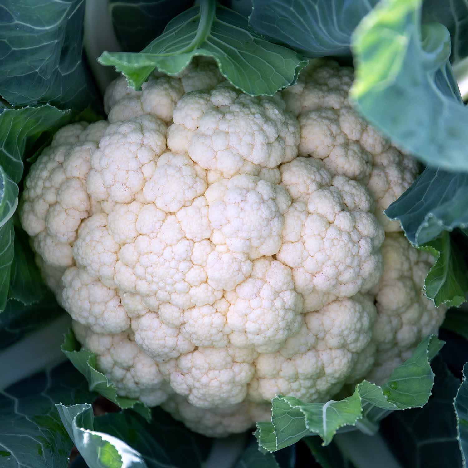 Cauliflower White Excel F1 Hybrid - | 12 x Garden Ready Plugs | Green