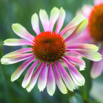 Echinacea Green Twister -a Unique Flower - 9cm pots | 1 x 9cm | Green & Pink