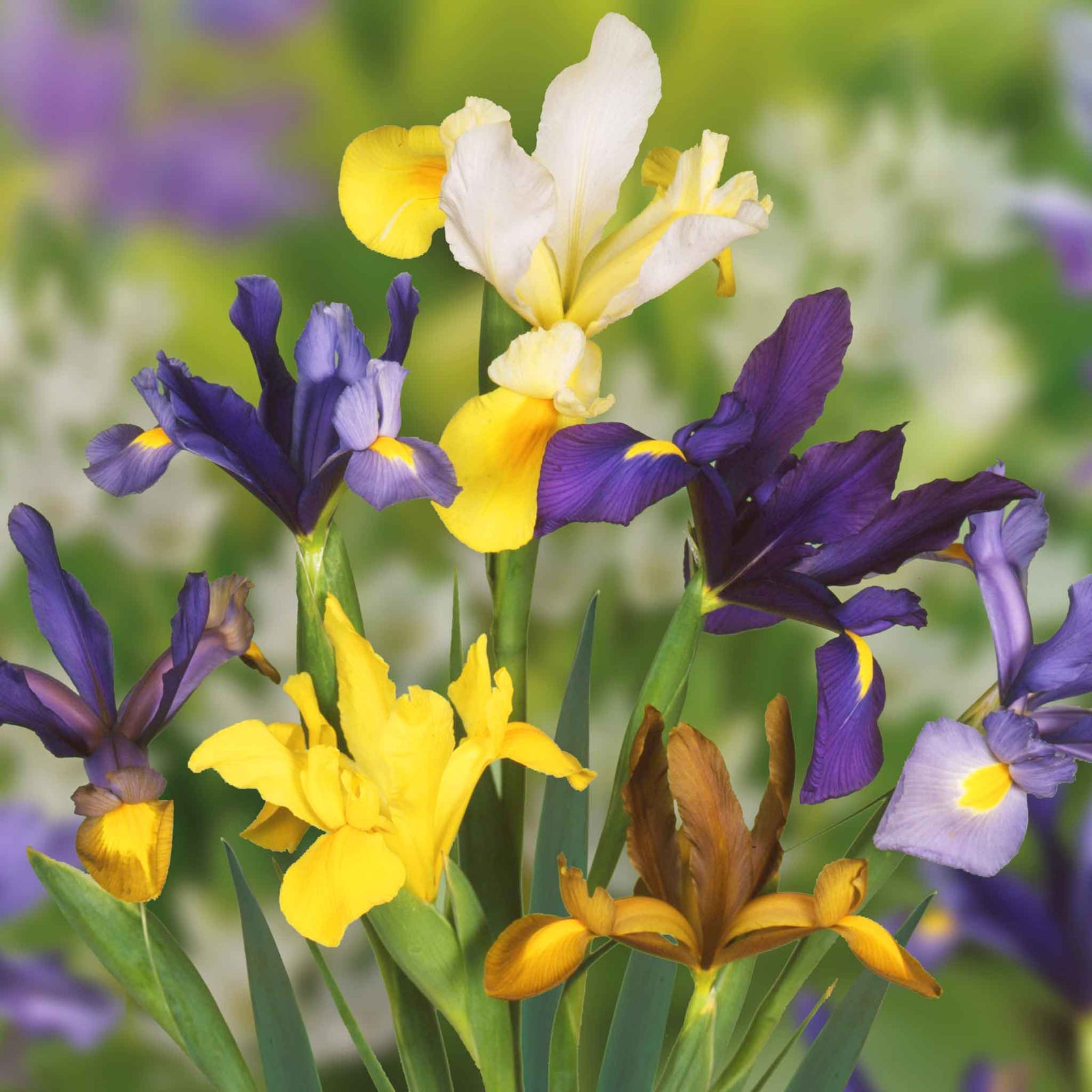 All Summer Long 100 Flower Bulb Mix | Set of 100 | Multi