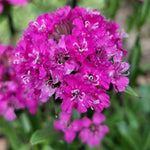 Hayloft Lychnis Viscaria 'Cherry Bubbles' - 9cm Pots
