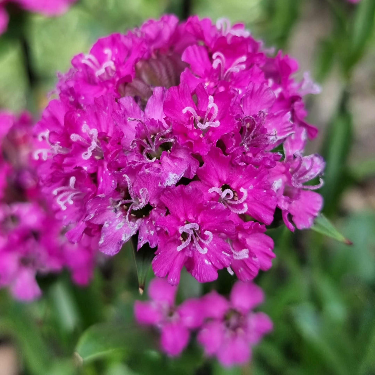 Hayloft Lychnis Viscaria 'Cherry Bubbles' - 9cm Pots
