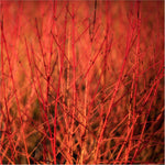 Cornus Annys Winter Orange - A Powerhouse Of Colour And Form | Set-of-1