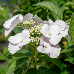 Hydrangea 'runaway Bride' Shrub | 1 x 7.5L