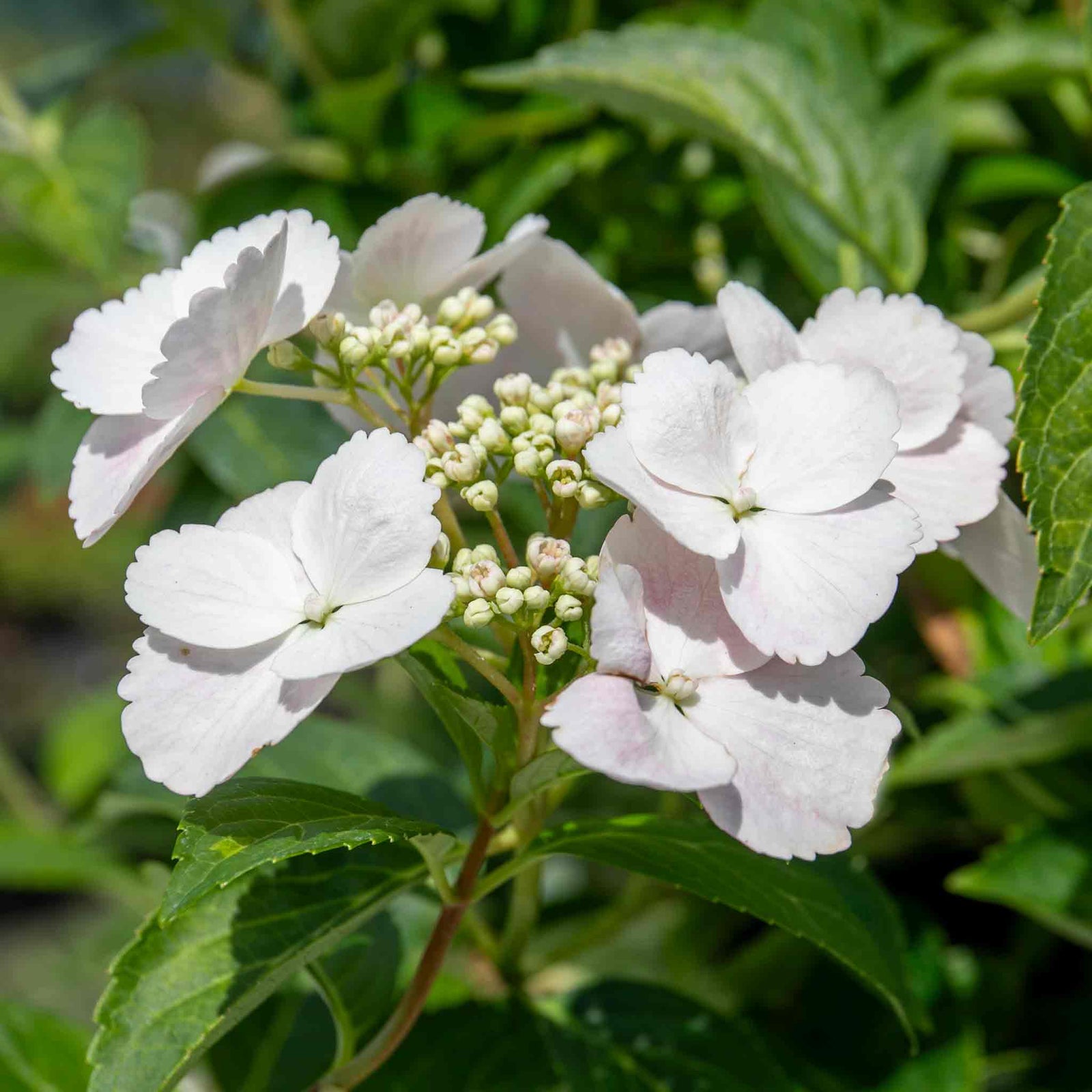 Hydrangea 'runaway Bride' Shrub | 1 x 7.5L