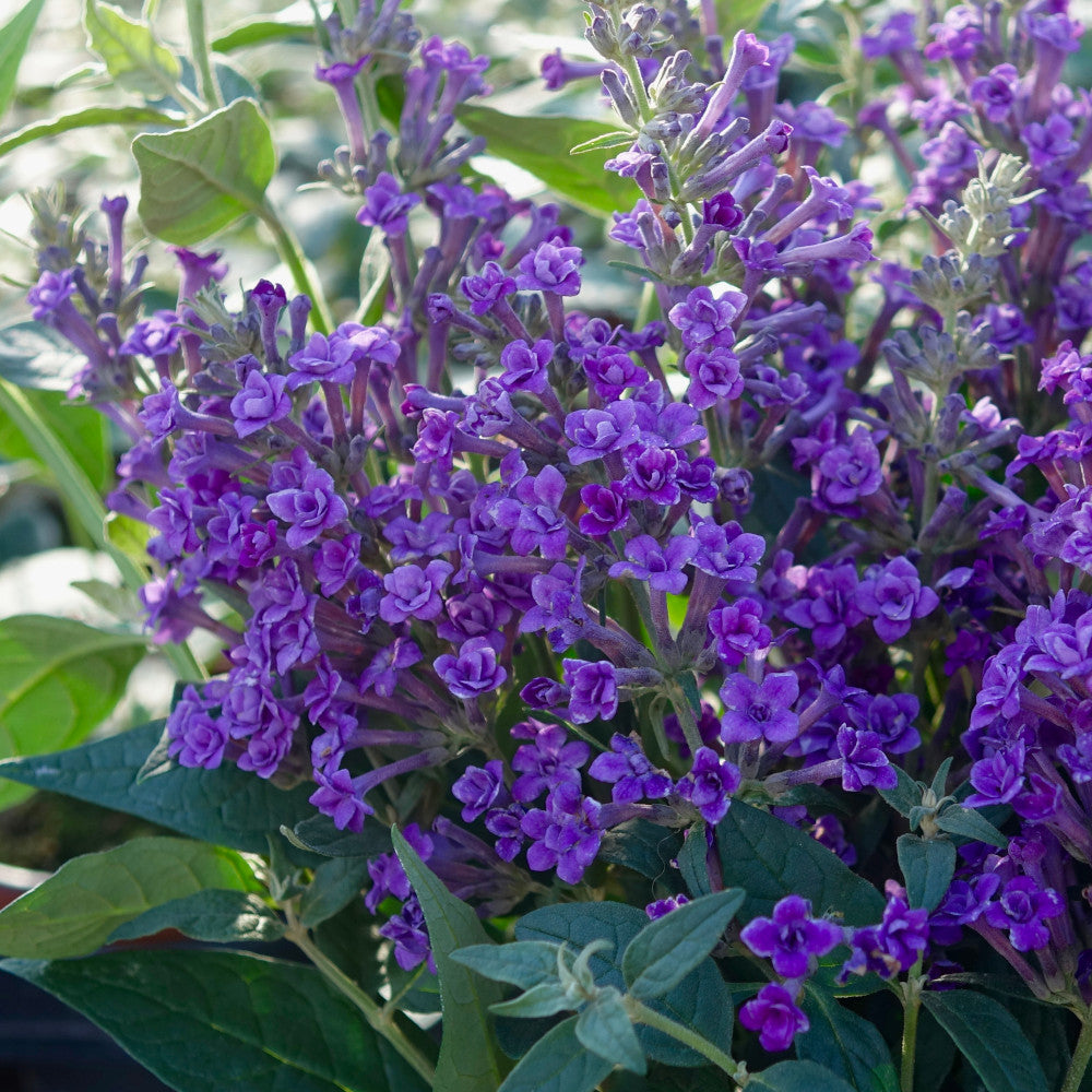 Buddleja Floral Fanfare - Colour Shifting, Double Flowering Variety - 9cm pot | Set-of-3 | Purple