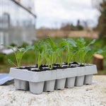 Purple Sprouting Broccoli 'cardinal' - | 12 x Garden Ready Plugs | Purple