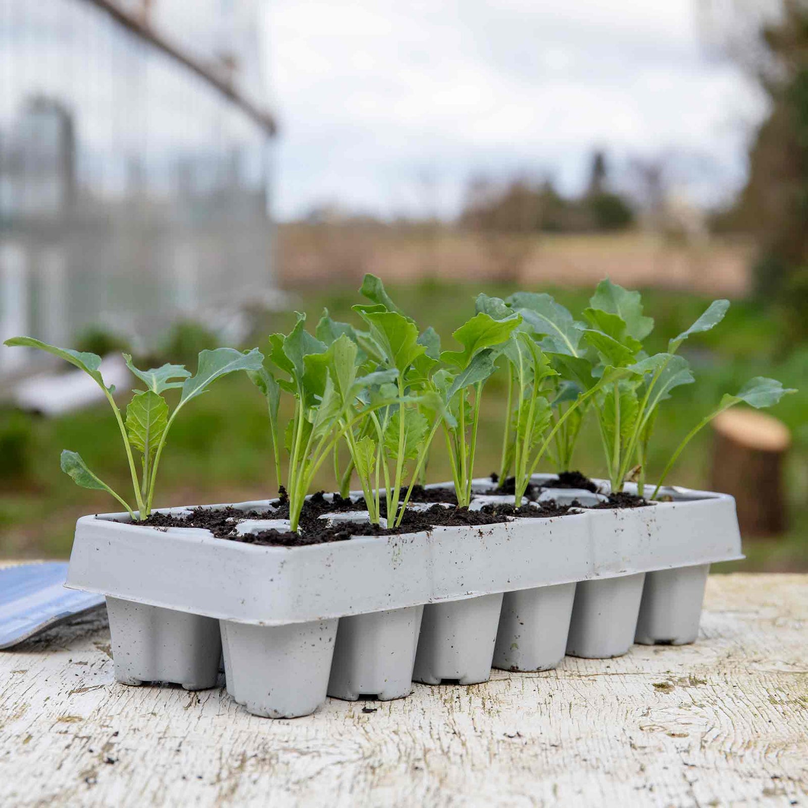 Purple Sprouting Broccoli 'cardinal' - | 12 x Garden Ready Plugs | Purple