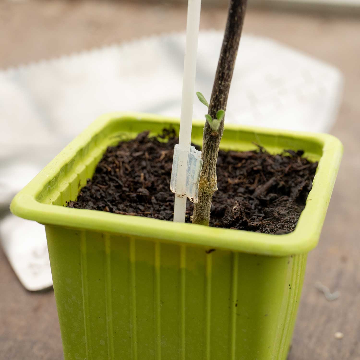 Grafted Aubergine Plant Long Purple | 3 x 7cm | Purple