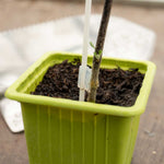 Grafted Aubergine 'moneymaker' F1 Hybrid | 1 x 7cm | Black