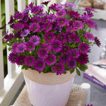 Hayloft Osteospermum Compact Purple - 6 Young Plants