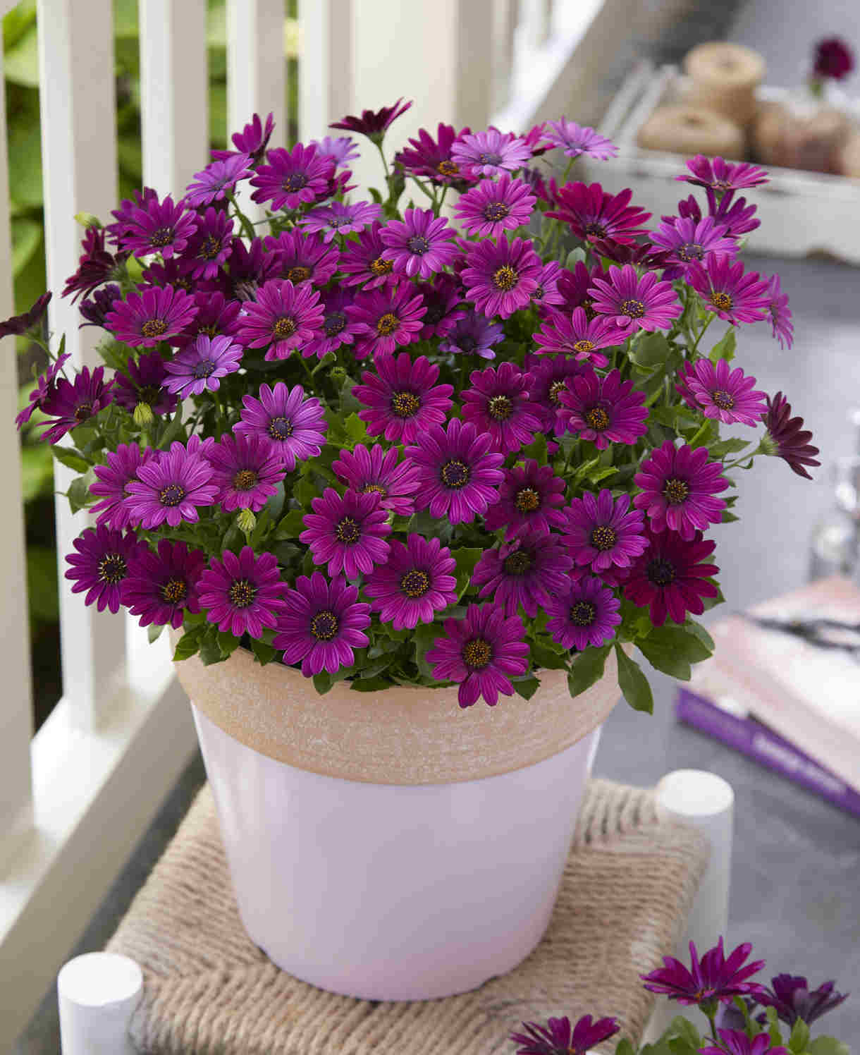 Hayloft Osteospermum Compact Purple - 6 Young Plants