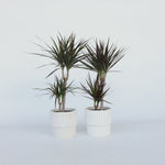 Madagascar Dragon Tree - 2 Pcs. - Dracaena Marginata - Height 70-80cm - ⌀17cm | Set of 2 | Green