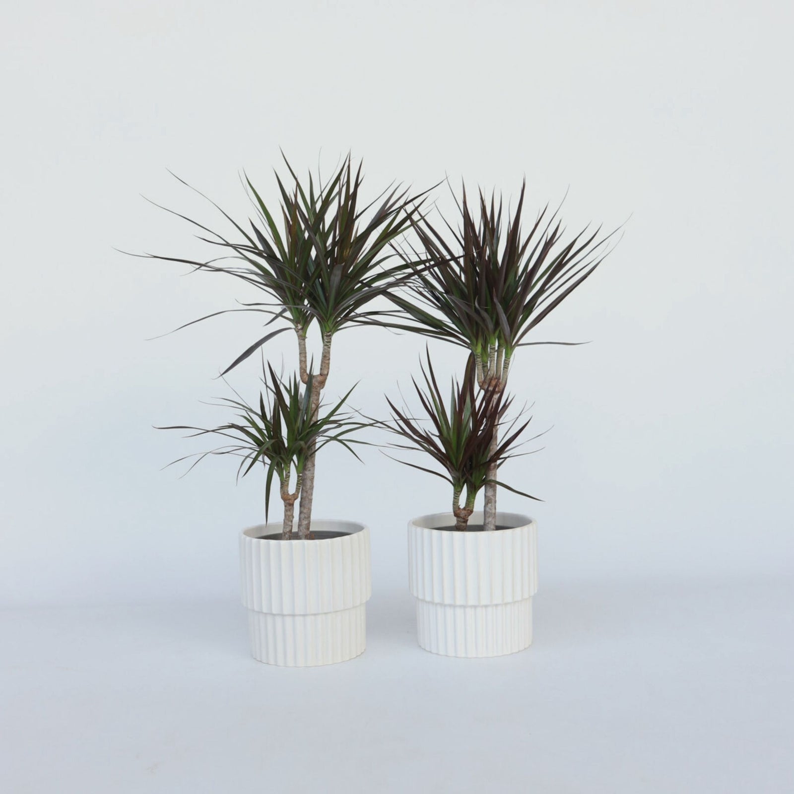 Madagascar Dragon Tree - 2 Pcs. - Dracaena Marginata - Height 70-80cm - ⌀17cm | Set of 2 | Green