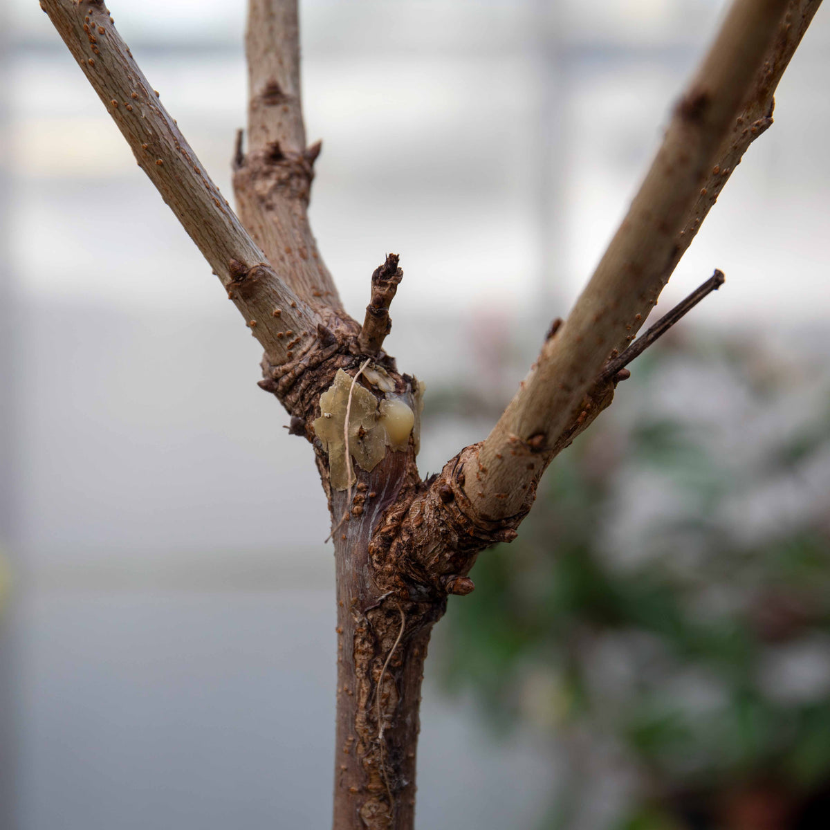 Cherry Tree 'van' (patio Sweet Dessert Cherry) | 1 x 2L | Red