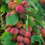 Prunus Victoria Plum Fruit Tree 140-150cm Tall Supplied Bare Rooted