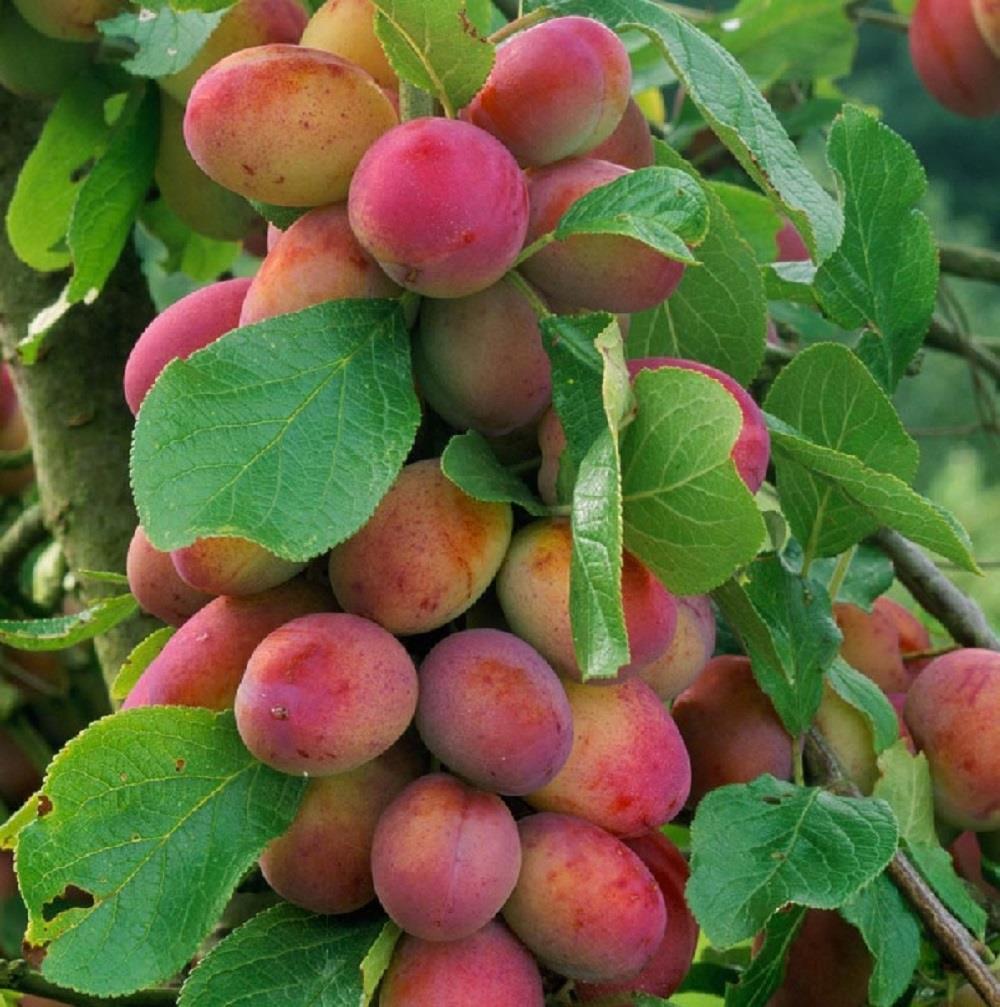 Prunus Victoria Plum Fruit Tree 140-150cm Tall Supplied Bare Rooted