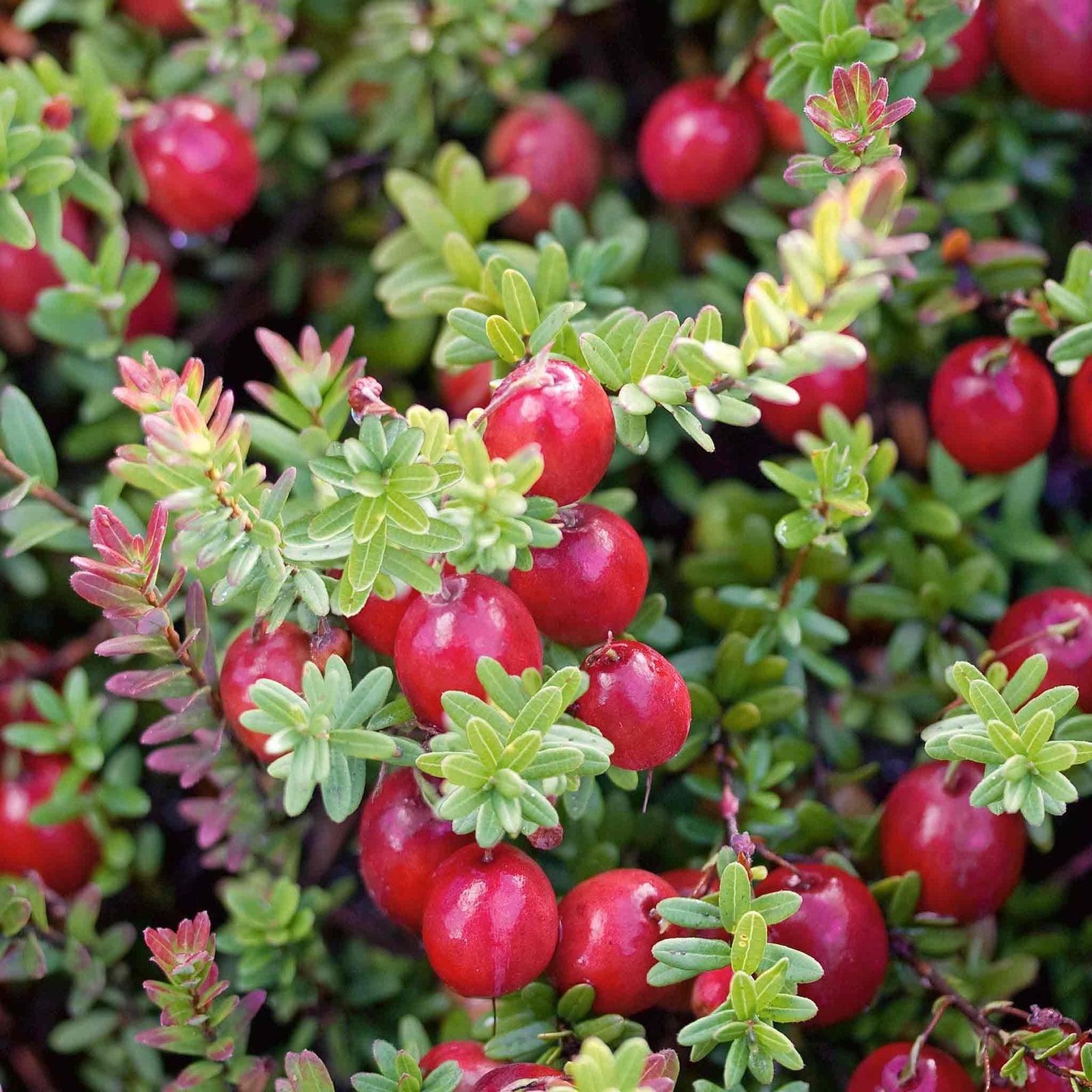 Cranberry 'pilgrim' 3 Pack - Trailing Evergreen, Pink Flowers, Red Berries | 3 x 7cm Plants | Pink