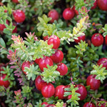 Cranberry 'pilgrim' (vaccinium Macrocarpon) - Evergreen Trailing Fruit Plant | 1 x 2L