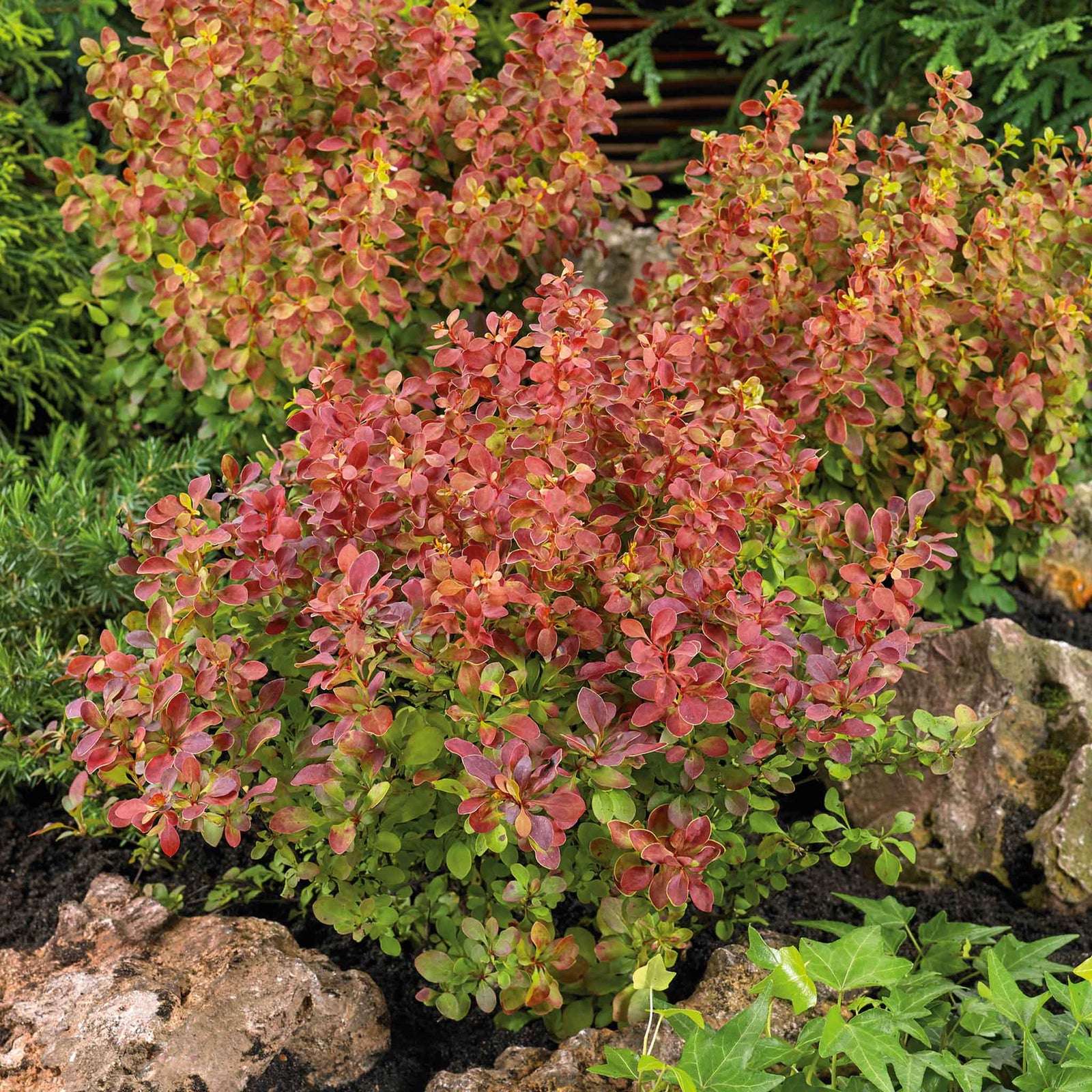 Berberis 'orange Rocket' Shrub Pot | 1 x 3L | Orange
