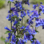 Hayloft Penstemon Electric Blue - 5 Young Plants