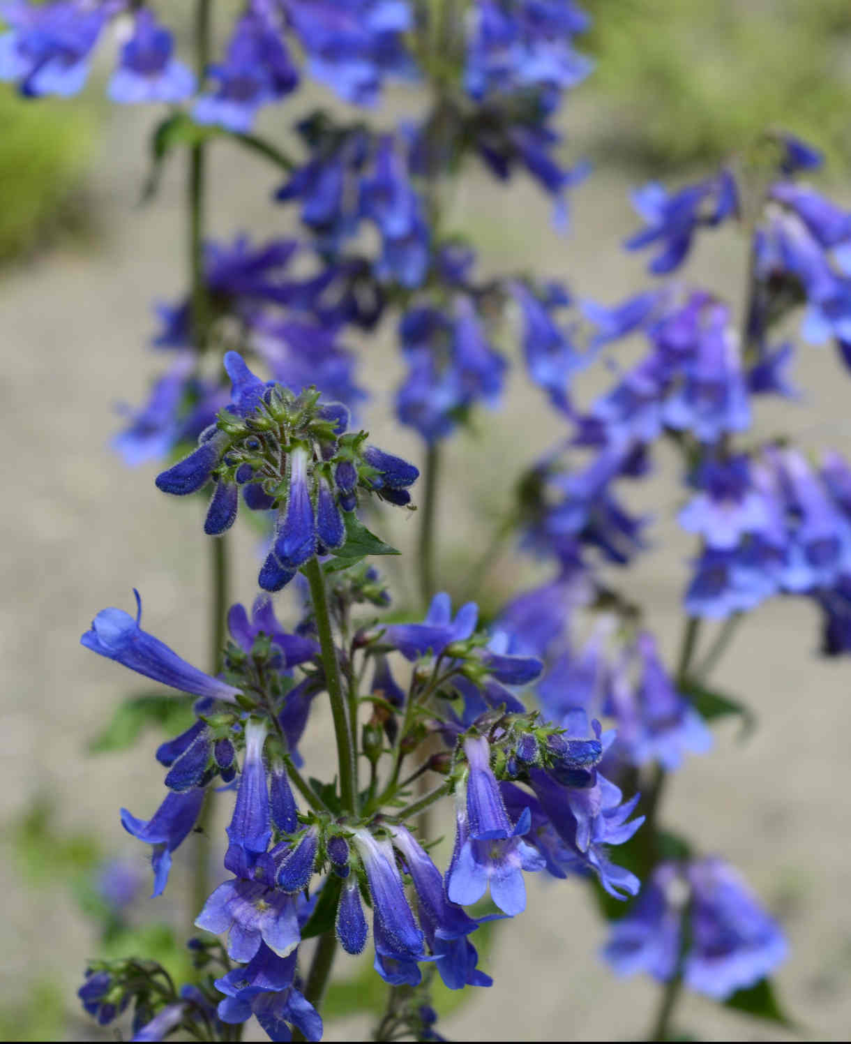 Hayloft Penstemon Electric Blue - 5 Young Plants