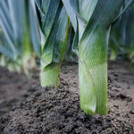 Leek 'tornado' High-yield Winter-hardy | 12 x Garden Ready Plugs | Green & White