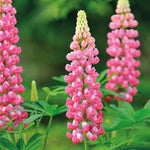 Everlasting Perennial Collection - plug plants | Set of 10 | Multi