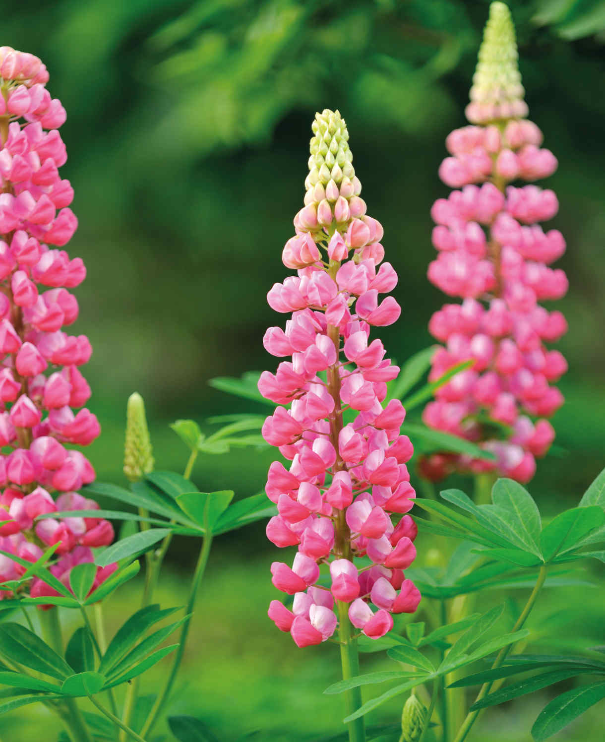 Everlasting Perennial Collection - plug plants | Set of 10 | Multi