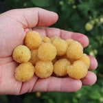 Raspberry 'goodasgold' - Compact Pale Yellow Raspberry | 1 x 2L | Gold